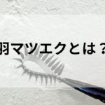 羽マツエク とは？